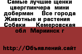 Самые лучшие щенки цвергпинчера (мини доберман) - Все города Животные и растения » Собаки   . Кемеровская обл.,Мариинск г.